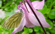 14th May 2017 - DSCN1715 Yellow butterfly on pink flower