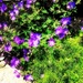 Purple Flowers by yogiw