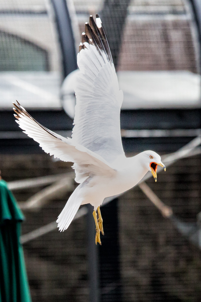 Gull attack!! by pamknowler