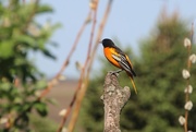 12th May 2017 - Baltimore Oriole