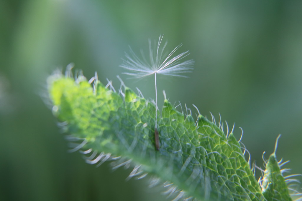 Dandelion Seed by phil_sandford