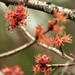 Maple trees budding! by radiogirl