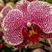 Orchid by tonygig