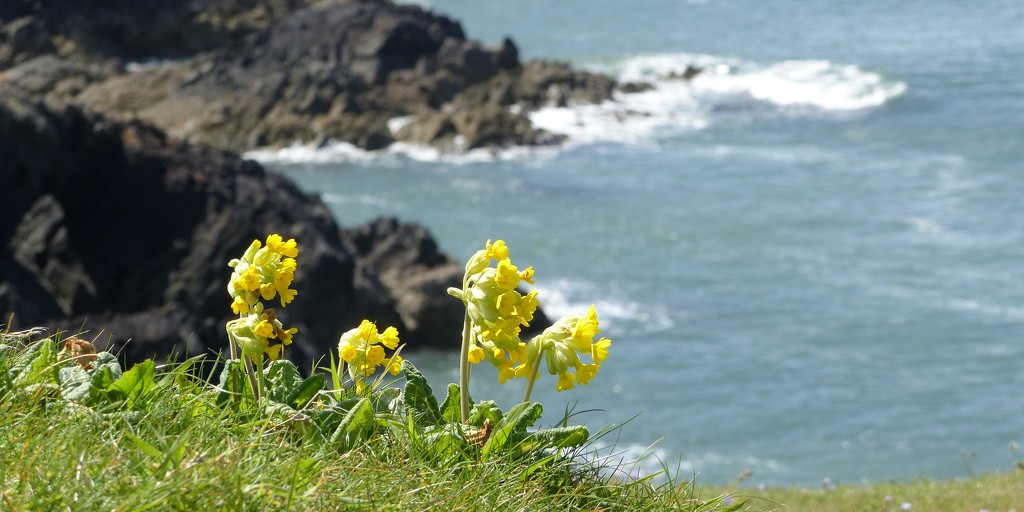 Cowslips at Strumble Head  by susiemc