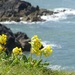 Cowslips at Strumble Head  by susiemc