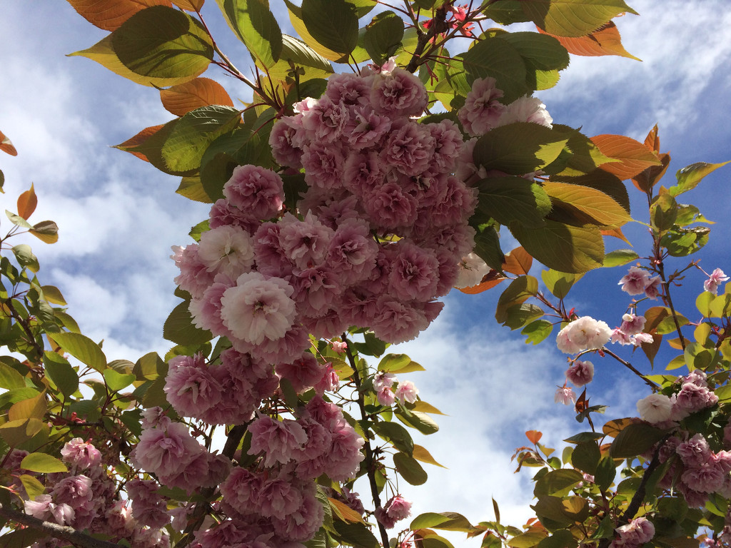 Spring Blossoms by pamelaf