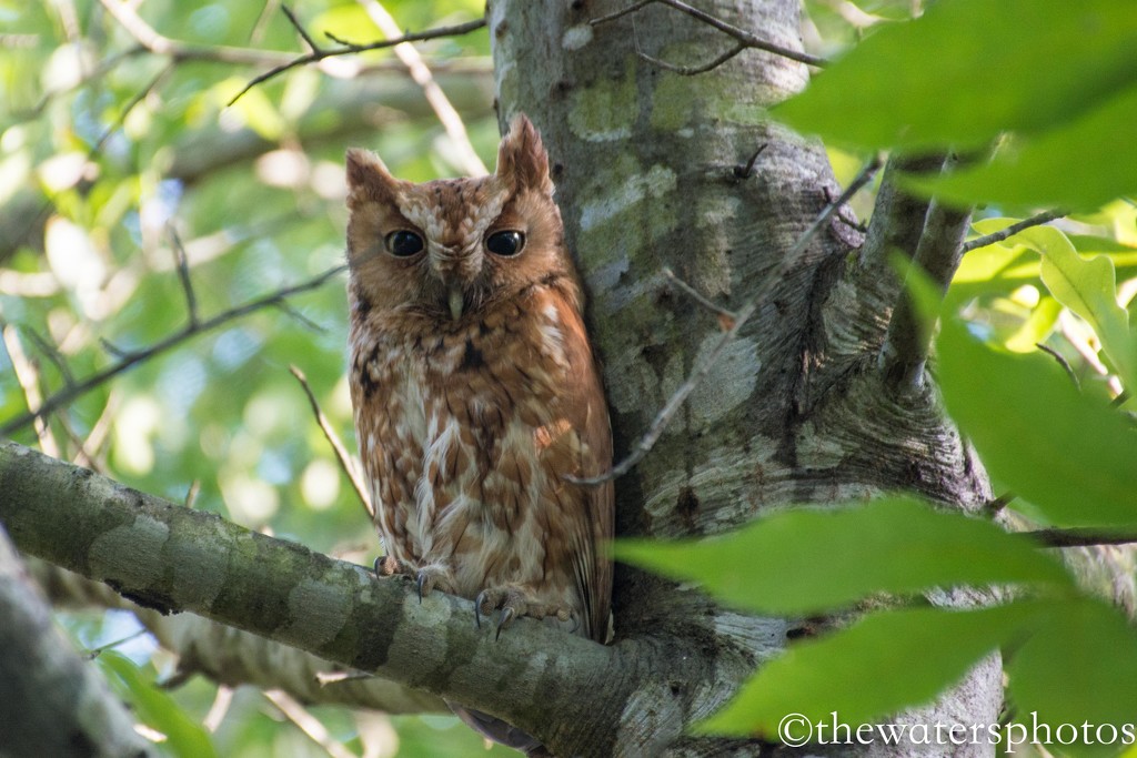 Screech owl... by thewatersphotos