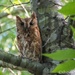 Screech owl... by thewatersphotos