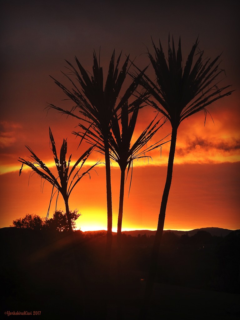 Cabbage tree silhoutte by yorkshirekiwi