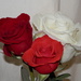 My Roses by julie