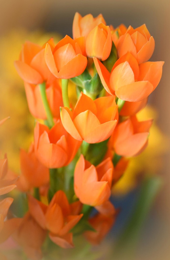 Orange Star Flower  by joysfocus
