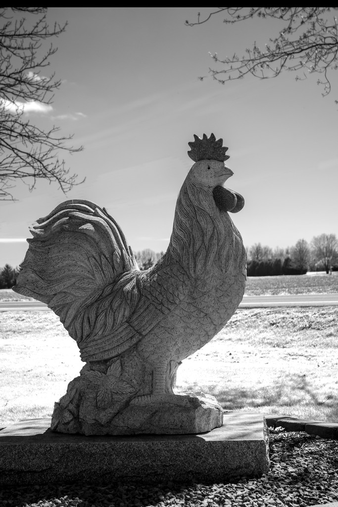 Proud Rooster by farmreporter