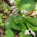 showy orchis (a little past its prime) by wiesnerbeth