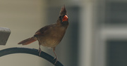 14th May 2017 - Lady Cardinal Giving Me the Eye!