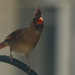 Lady Cardinal Giving Me the Eye! by rickster549
