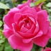 Rose Beauty  by jo38