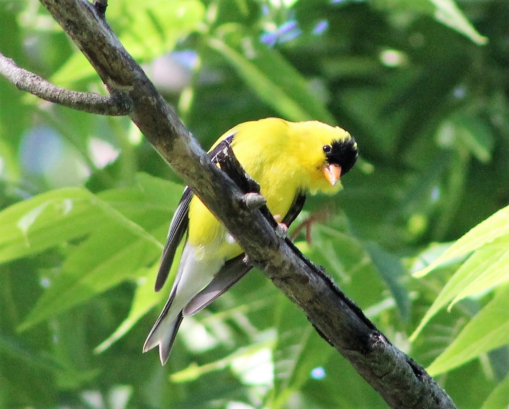 Mr. Goldfinch by cjwhite