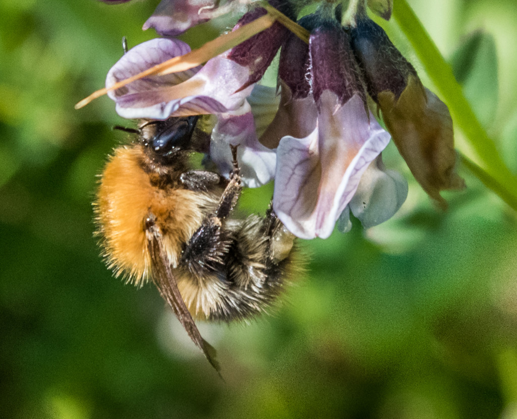 St Bees bee by inthecloud5