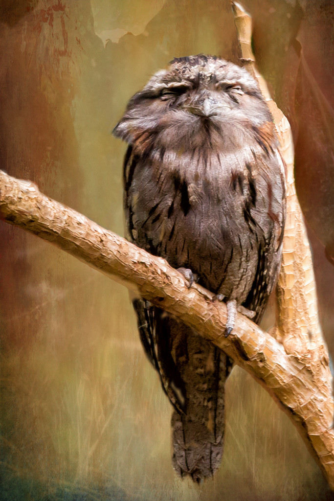 Tawny Frogmouth by pamknowler