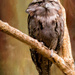 Tawny Frogmouth by pamknowler