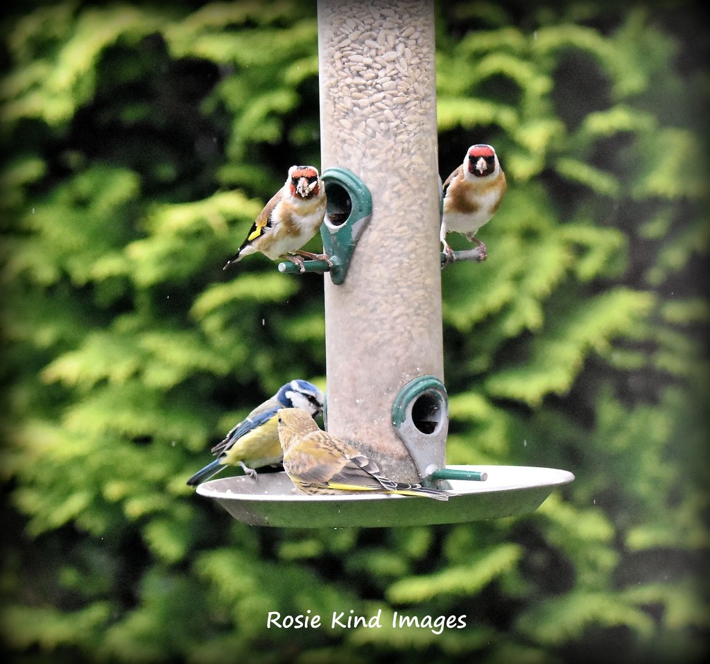 Lunchtime at just one of my feeders by rosiekind