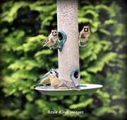 15th May 2017 - Lunchtime at just one of my feeders