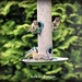 Lunchtime at just one of my feeders by rosiekind