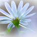 Blue Daisy by cindymc