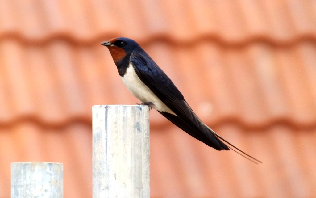 Bird on a scaffold pole by ajisaac