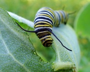 15th May 2017 - Hello Monarch Caterpillar
