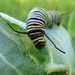 Hello Monarch Caterpillar by cjwhite