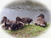 15th May 2017 - Family of Ducks