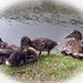 Family of Ducks by cmp
