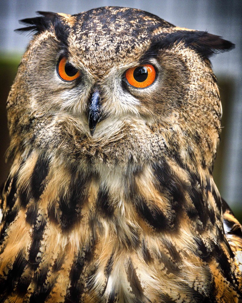 Eagle Owl. by gamelee