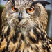 Eagle Owl. by gamelee