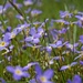 LHG_7174 Tiny purple wildflower BRP  by rontu