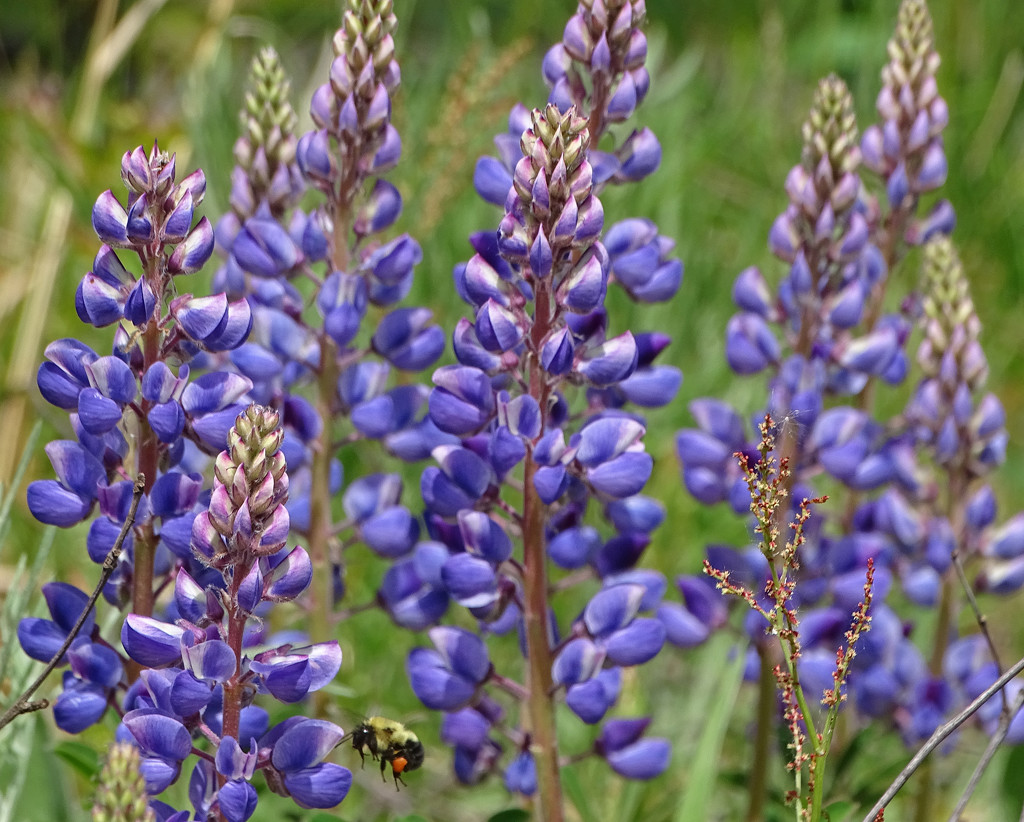Lupine with bee by annepann