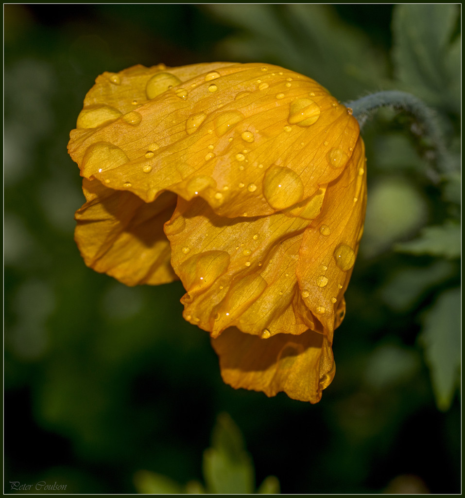 Californian Poppy by pcoulson