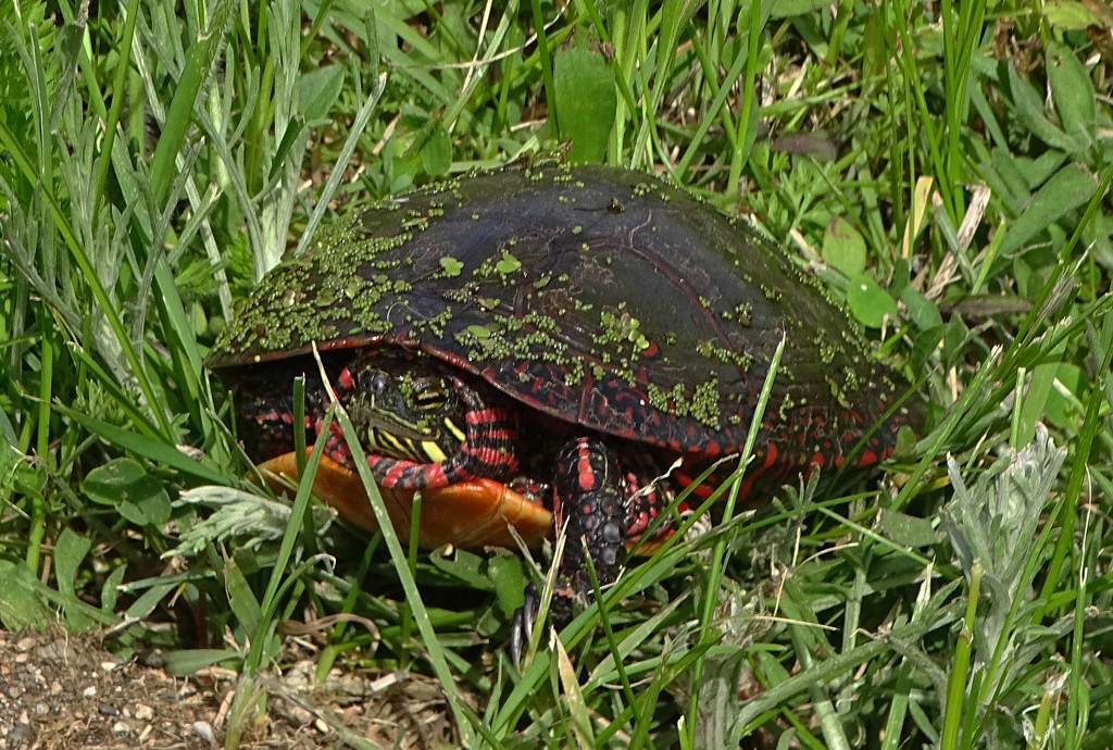 Painted Turtle laying eggs by annepann