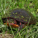 Painted Turtle laying eggs by annepann