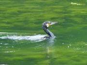 15th May 2017 -  Cormorant on Bosherston Lakes 