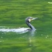  Cormorant on Bosherston Lakes  by susiemc