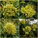 Golden Penda Tree, From Bud To Flower ~ by happysnaps