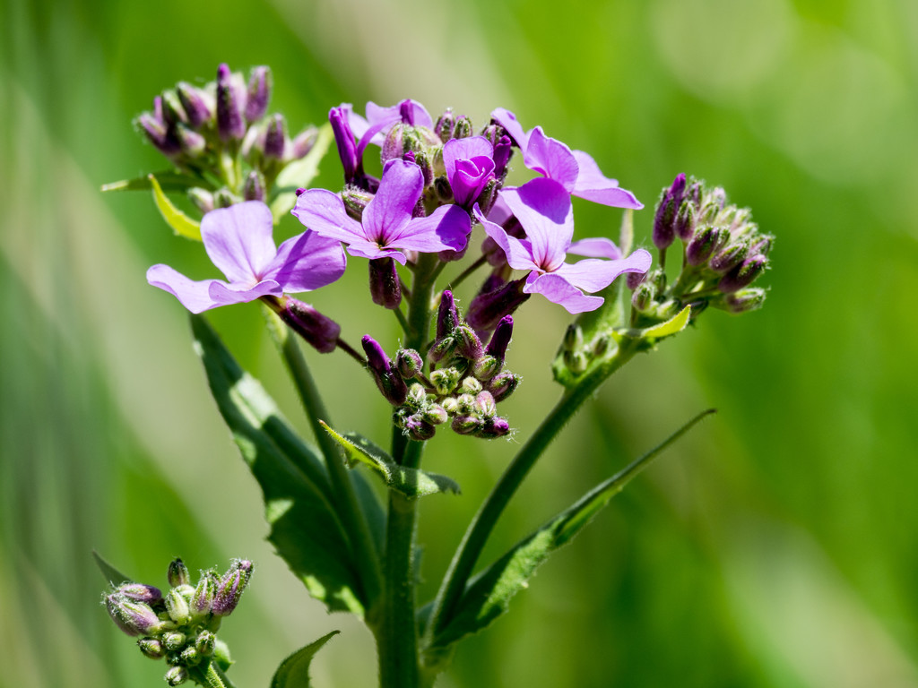 Purple Wildflower by rminer