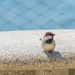 House Sparrow on a table top by rminer
