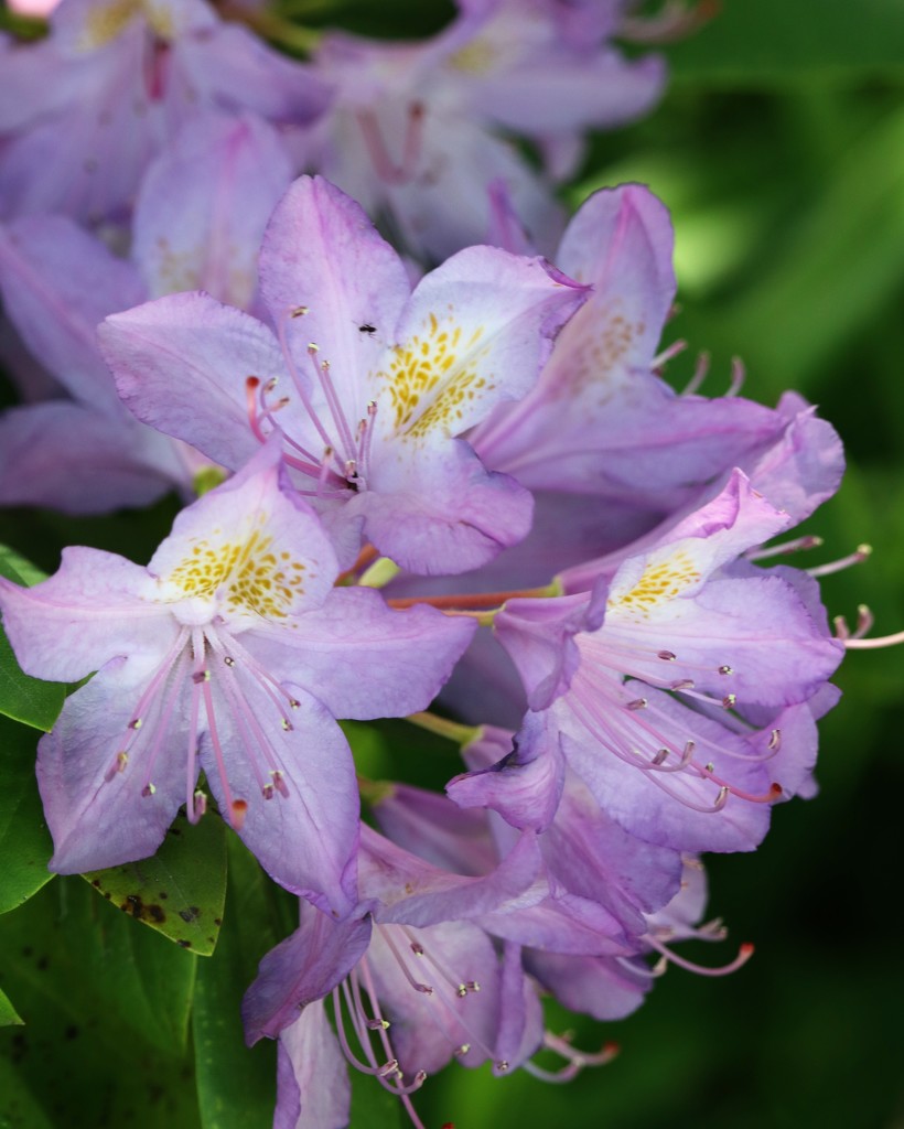 Rhododendron by daisymiller