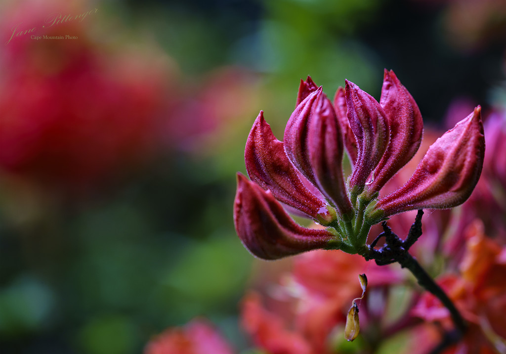 Azalea Blooms by jgpittenger