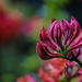 Azalea Blooms by jgpittenger