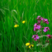 Flowers in the Grass by gq