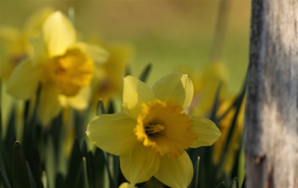 Daffodils are Open! by radiogirl
